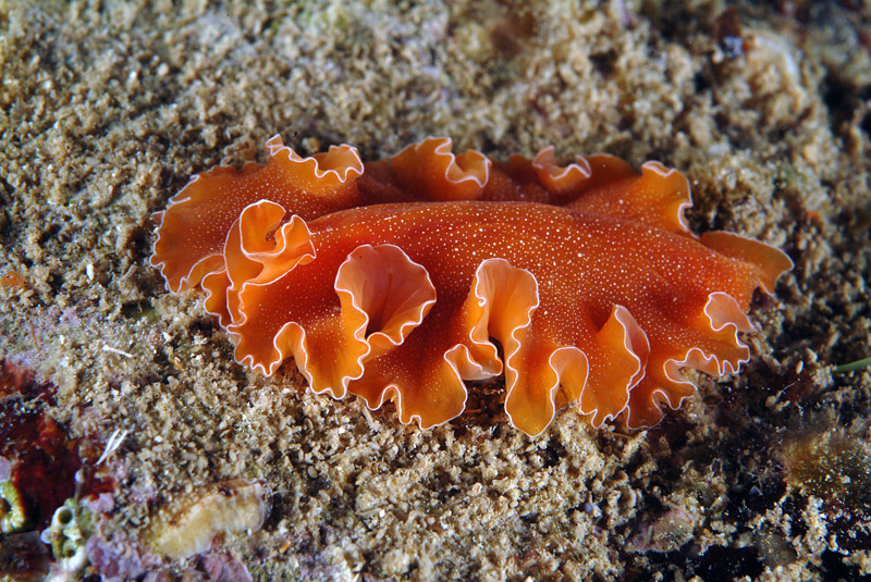 Yungia aurantiaca, Pseudoceros maximus, Thysanoon brochii